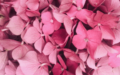 Feng shui planter og blomster