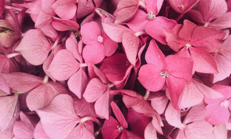 Feng shui planter og blomster